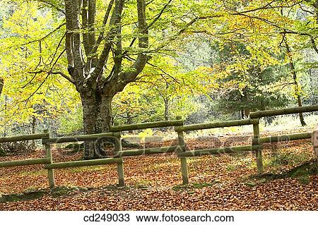 calm, fence, day, country, autumn View Large Photo Image Stock Image - calm, fence, day, country, autumn. Fotosearch