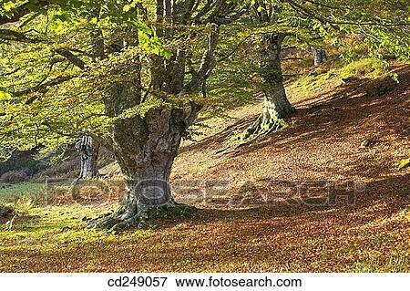 calm, forest, day, country, autumn View Large Photo Image Stock Photo - calm, forest, day, country, autumn. Fotosearch
