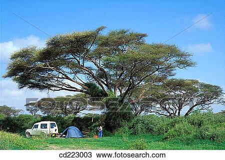 Camping under a acacia tree in the Amboseli National Park, Kenya View Large Photo Image Stock Image - Camping under a acacia tree in the Amboseli National Park, Kenya. Fotosearch