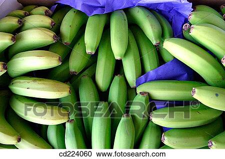 Canarian banana. Tenerife. Canary Islands. Spain View Large Photo Image Stock Image - Canarian banana. Tenerife. Canary Islands. Spain. Fotosearch