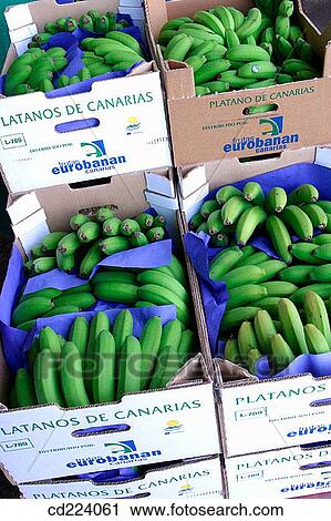 Canarian banana. Tenerife. Canary Islands. Spain View Large Photo Image Stock Image - Canarian banana. Tenerife. Canary Islands. Spain. Fotosearch
