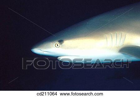 Caribbean Reef Shark (Carcharhinus perezi). Bahamas View Large Photo Image Picture - Caribbean Reef Shark (Carcharhinus perezi). Bahamas. Fotosearch