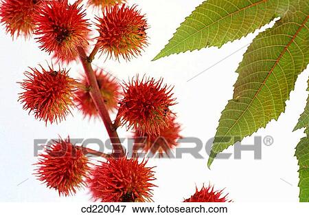 Castor Oil plant (Ricinus communis) View Large Photo Image Stock Photo - Castor Oil plant (Ricinus communis). Fotosearch