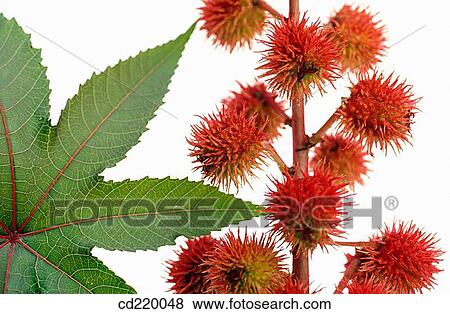 Castor Oil plant (Ricinus communis) View Large Photo Image Stock Photo - Castor Oil plant (Ricinus communis). Fotosearch
