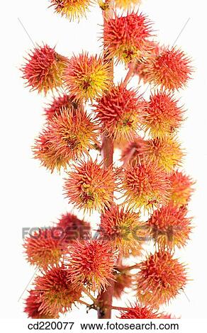 Castor Oil plant (Ricinus communis) View Large Photo Image Stock Photo - Castor Oil plant (Ricinus communis). Fotosearch