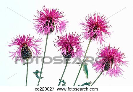Stock Photo - Centaurea aspera. Fotosearch