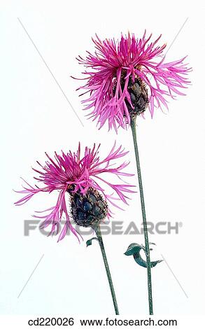 Stock Photograph - Centaurea aspera. Fotosearch