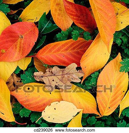 Cherry oak leaves in autumn View Large Photo Image Stock Photograph - Cherry oak leaves in autumn. Fotosearch