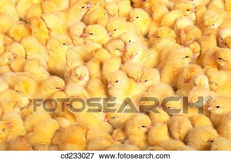 chick, animal, bird, background, Baby animal, agriculture View Large Photo Image Stock Photo - chick, animal, bird, background, Baby animal, agriculture. Fotosearch