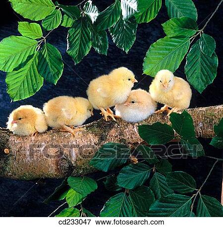 chick, animal, branch, bird, Baby animal, agriculture View Large Photo Image Stock Photo - chick, animal, branch, bird, Baby animal, agriculture. Fotosearch