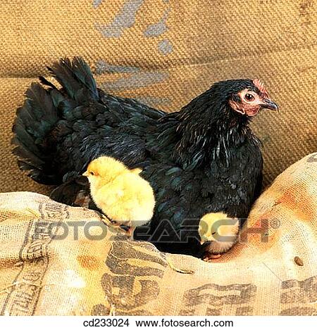 chicken, animal, chick, bird, Baby animal, agriculture View Large Photo Image Picture - chicken, animal, chick, bird, Baby animal, agriculture. Fotosearch