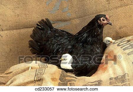 chicken, animal, chick, bird, Baby animal, agriculture View Large Photo Image Stock Photo - chicken, animal, chick, bird, Baby animal, agriculture. Fotosearch