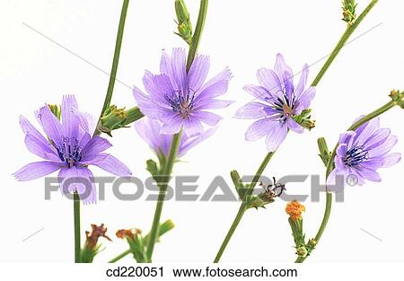 Chicory (Cichorium intybus) View Large Photo Image Stock Image - Chicory (Cichorium intybus). Fotosearch