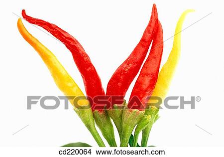 Chile Pepper (Capsicum annuum) View Large Photo Image Picture - Chile Pepper (Capsicum annuum). Fotosearch