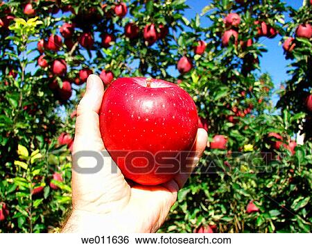 Close-up, apple, botany, biological, apple tree, agriculture View Large Photo Image Stock Photograph - Close-up, apple, botany, biological, apple tree, agriculture. Fotosearch