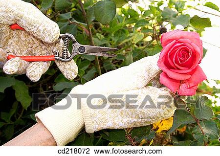 Stock Image - Close-up, contemporary, cut, cutting. Fotosearch