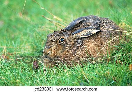 Close-up, fauna, day, country, animal View Large Photo Image Stock Image - Close-up, fauna, day, country, animal. Fotosearch