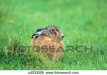 Close-up, fauna, day, country, animal View Large Photo Image Stock Photo - Close-up, fauna, day, country, animal. Fotosearch