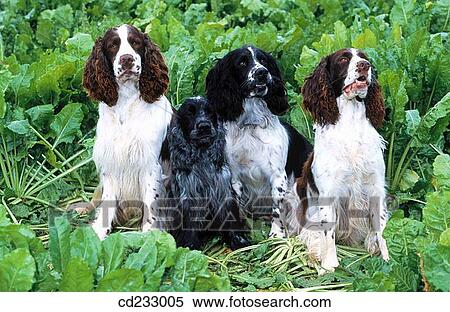 Cocker spaniel, country, contemporary, animal View Large Photo Image Stock Photography - Cocker spaniel, country, contemporary, animal. Fotosearch