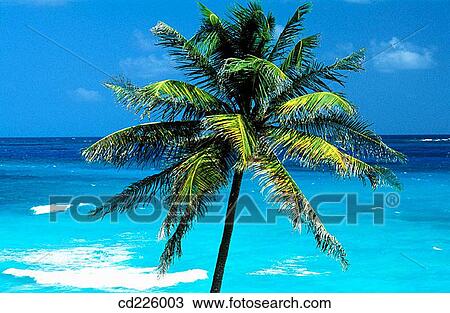 Coconut tree. Sint Maarten. West Indies. Caribbean View Large Photo Image Stock Image - Coconut tree. Sint Maarten. West Indies. Caribbean. Fotosearch