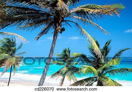 Coconut trees. Grande Anse beach. Grenada. West Indies. Caribbean View Large Photo Image Stock Image - Coconut trees. Grande Anse beach. Grenada. West Indies. Caribbean. Fotosearch