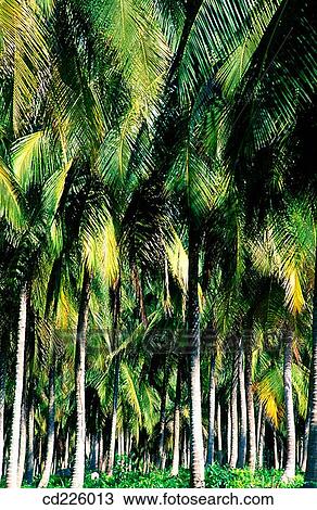 Coconut trees. Pinney's Beach. Nevis. St. Kitts & Nevis. West Indies. Caribbean View Large Photo Image Stock Image - Coconut trees. Pinney's Beach. Nevis. St. Kitts & Nevis. West Indies. Caribbean. Fotosearch