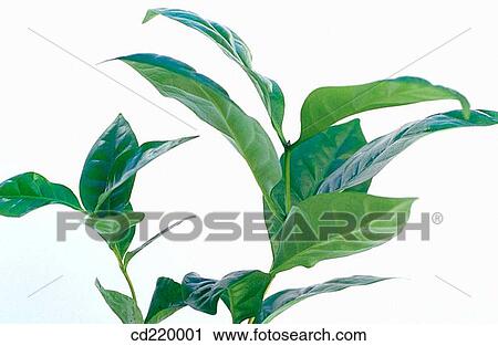 Stock Image - Coffe tree (Coffea arabica). Fotosearch