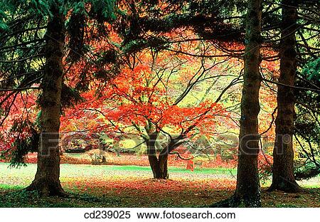 Colour japanese maples (Acer palmatum) at autumn. Westonbirt Arboretum. Gloucestershire. England View Large Photo Image Stock Photography - Colour japanese maples (Acer palmatum) at autumn. Westonbirt Arboretum. Gloucestershire. England. Fotosearch
