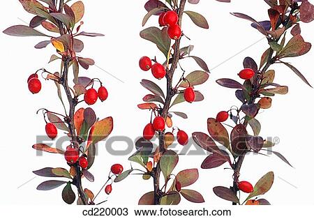 Common Barberry (Berberis vulgaris) View Large Photo Image Stock Image - Common Barberry (Berberis vulgaris). Fotosearch
