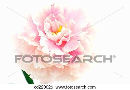 Stock Photography - Common Peony (Paeonia officinalis). Fotosearch