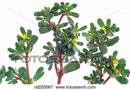 Common Purslane (Portulaca oleracea) View Large Photo Image Stock Photo - Common Purslane (Portulaca oleracea). Fotosearch