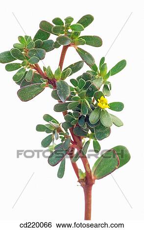 Common Purslane (Portulaca oleracea) View Large Photo Image Stock Photograph - Common Purslane (Portulaca oleracea). Fotosearch