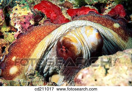Stock Photo - Common Reef Octopus (Octopus cyanea). Maldive Islands.. Fotosearch