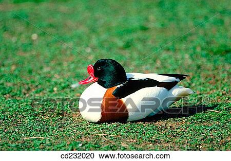 Common Shelduck (Tadorna tadorna) View Large Photo Image Stock Image - Common Shelduck (Tadorna tadorna). Fotosearch