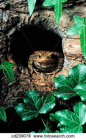 Stock Photo - Common toad (Bufo bufo). Northchurch. Hertfordshire. England. Fotosearch