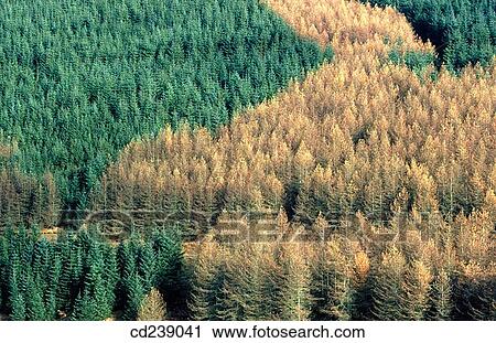Stock Image - Conifer plantations. Tregaron. Mid Wales. Fotosearch