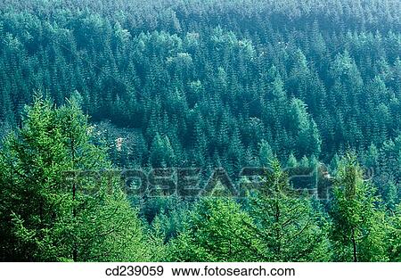 Conifer plantations. Tregaron. Mid Wales View Large Photo Image Stock Photo - Conifer plantations. Tregaron. Mid Wales. Fotosearch