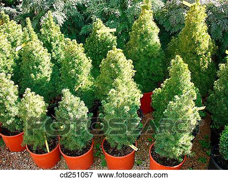 Stock Photo - Conifers (Picea sp. ) in a tree nursery. Fotosearch