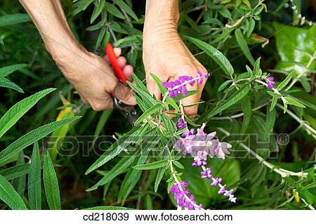 Stock Photo - contemporary, cut, cutting, day. Fotosearch