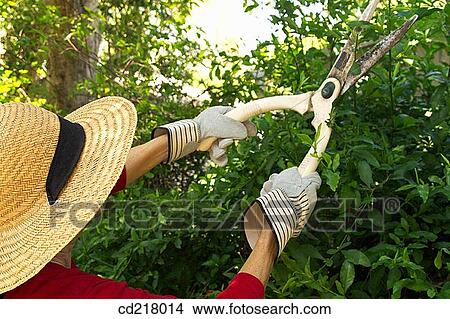 contemporary, cutting, cut, Auriculata View Large Photo Image Picture - contemporary, cutting, cut, Auriculata. Fotosearch