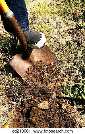 contemporary, day, detail, digging, digging over View Large Photo Image Stock Image - contemporary, day, detail, digging, digging over. Fotosearch