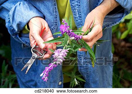 contemporary, day, detail, flower View Large Photo Image Stock Image - contemporary, day, detail, flower. Fotosearch