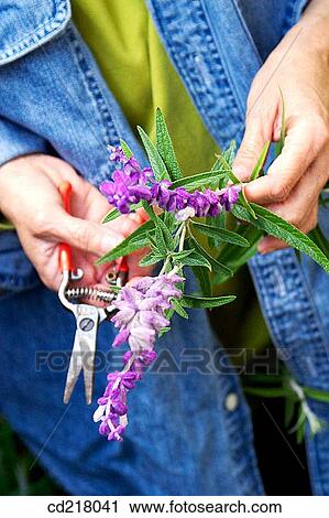contemporary, day, detail, flower View Large Photo Image Stock Image - contemporary, day, detail, flower. Fotosearch