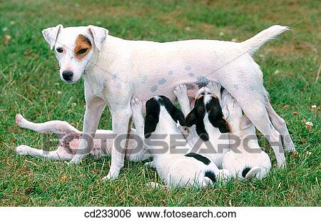 contemporary, Dog breed, dog, day, animal View Large Photo Image Stock Photograph - contemporary, Dog breed, dog, day, animal. Fotosearch