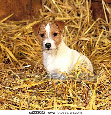 contemporary, Domestic animal, Dog breed, dog, animal View Large Photo Image Stock Image - contemporary, Domestic animal, Dog breed, dog, animal. Fotosearch