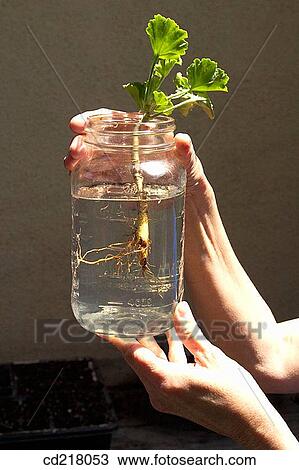 contemporary, gardening, detail, arm View Large Photo Image Stock Image - contemporary, gardening, detail, arm. Fotosearch