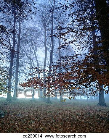 Coombe Wood. Ashridge. Hertfordshire. England View Large Photo Image Picture - Coombe Wood. Ashridge. Hertfordshire. England. Fotosearch