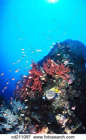 Coral reef. Bali, Indonesia View Large Photo Image Stock Photo - Coral reef. Bali, Indonesia. Fotosearch