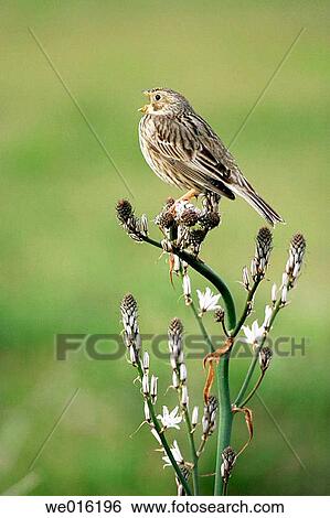 Corn bunting (Miliaria calandra) male singing from song post at top of Asphodel (Asphodelus) in Greece in springtime View Large Photo Image Stock Photograph - Corn bunting (Miliaria calandra) male singing from song post at top of Asphodel (Asphodelus) in Greece in springtime. Fotosearch