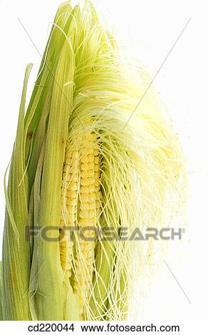 Picture - Cornplant (Zea mays). Fotosearch
